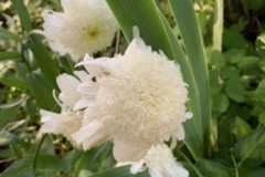 Darlene-Veitch-2023-07-22-Club-picnic-70th-anniversary-garden-1