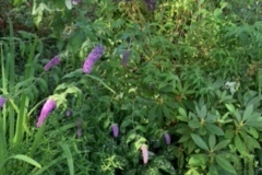 Darlene-Veitch-2023-07-22-Club-picnic-70th-anniversary-garden-2