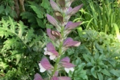 Darlene-Veitch-2023-07-22-Club-picnic-70th-anniversary-garden-3