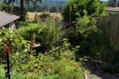 Darlene-Veitch-2023-07-22-Club-picnic-70th-anniversary-garden-4