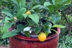 Darlene-Veitch-2023-07-22-Club-picnic-70th-anniversary-planter