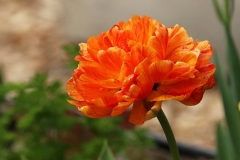 2023-05-07-Open-Garden-Darlene-Veitch-tulip-close-up