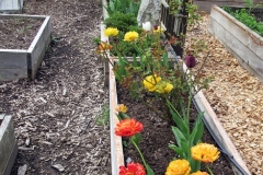 2023-05-07-Open-Garden-Darlene-Veitch-tulips