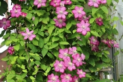 2023-07-07-Open-Garden-Willie-Harvie-2-clematis