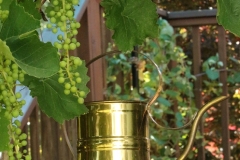 2023-07-07-Open-Garden-Willie-Harvie-4-grapes