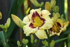 2023-07-07-Open-Garden-Willie-Harvie-5-Daylily-Sorbet