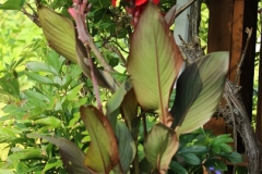 2023-07-07-Open-Garden-Willie-Harvie-7-Canna-lily