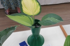2023-05-27-Flower-Show-Hosta