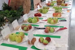 2025-09-14-Willie-Harvie-13.-Apples-crop