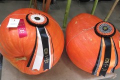 2025-09-14-Willie-Harvie-14.-Pumpkins-crop