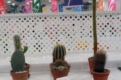 2025-09-14-Willie-Harvie-5.-Cactus-close-up