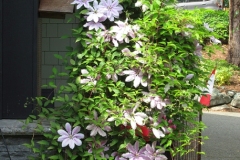 Willie-Harvie-2025-05-31-Robert-Liston-1.-Welcoming-clematis-at-front-of-house