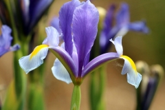 Willie-Harvie-2025-05-31-Robert-Liston-6.-Iris-up-close