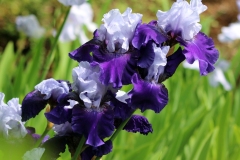 Willie-Harvie-2025-05-31-Robert-Liston-7.-Vibrant-irises