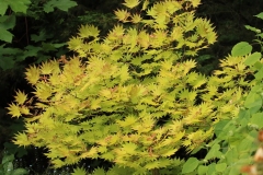 Willie-Harvie-2025-05-31-Robert-Liston-8.-Japanese-maple-glows-in-dark-corner