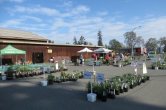 1_Willie-Harvie-2025-04-26-Plant-Sale-1.-Sunshine-for-outdoor-sale