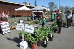 1_Willie-Harvie-2025-04-26-Plant-Sale-3.-Lots-of-hostas