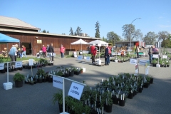 Willie-Harvie-2025-04-26-Plant-Sale-2.-All-set-up