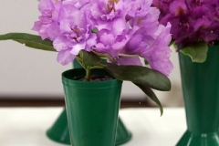 Willie-Harvie-2025-05-24-Flower-Show-3.-Winner-Rhododendron