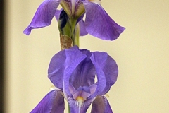 Willie-Harvie-2025-05-24-Flower-Show-4.-Winning-iris-Betty-Mooney