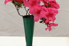 Willie-Harvie-2025-05-24-Flower-Show-5.-Winning-Evergreen-Azalea