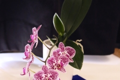 Willie-Harvie-2025-05-24-Flower-Show-6.-Winning-Orchid