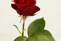 Willie-Harvie-2025-05-24-Flower-Show-7.-Winner-Red-Rose-Elza-Olson-crop