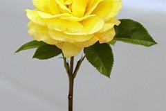Willie-Harvie-2025-05-24-Flower-Show-8.-Winner-Yellow-Rose-Willie-Harvie-crop