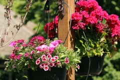 1_2-4-Willie-Harvie-OG-2026-06-20-Judith-Appleby-Hanging-baskets