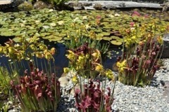 2_1-3-Darlene-Veitch-OG-2026-06-20-Sylvia-Scotts-pond-flowers