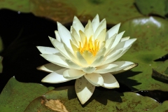 2_1-4-Willie-Harvie-OG-2026-06-20-Sylvia-Scott-waterlily