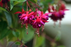 2_2-3-Willie-Harvie-OG-2026-06-20-Judith-Appleby-fuschias
