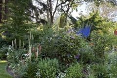 2_4-3-Darlene-Veitch-OG-2026-06-20-Allison-Barbers-border-garden-with-blue-background