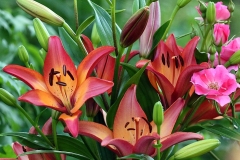 2_4-5-Willie-Harvie-OG-2026-06-20-Allison-Barber-colourful-lilies