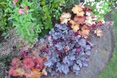 2_4-6-Willie-Harvie-OG-2026-06-20-Allison-Barber-Heuchera