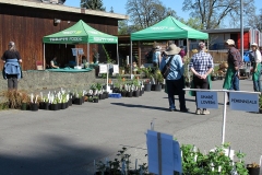 Willie-Harvie-2026-04-25-5-Ready-for-Plant-Sale-opening