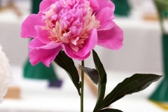 Willie-Harvie-2026-06-07-FlowerShow-Elza-Olsons-first-place-pPeony