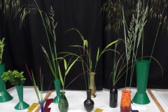 Willie-Harvie-2026-06-07-FlowerShow-Grasses