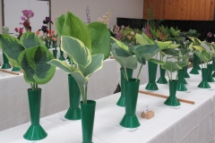 Willie-Harvie-2026-06-07-FlowerShow-Hosta-classes