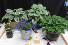Willie-Harvie-2026-06-07-FlowerShow-Outdoor-grown-plants