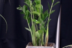 Willie-Harvie-2026-06-07-FlowerShow-Potted-Plant-winner