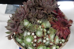 Willie-Harvie-2026-06-07-FlowerShow-Stephanie-Walters-Succulents