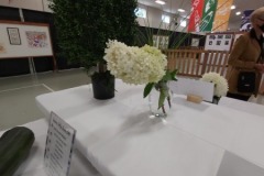 2020-09-06-UN-Fair-flowers-hydrangea-white